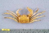 藏品(角眼沙蟹)的圖片